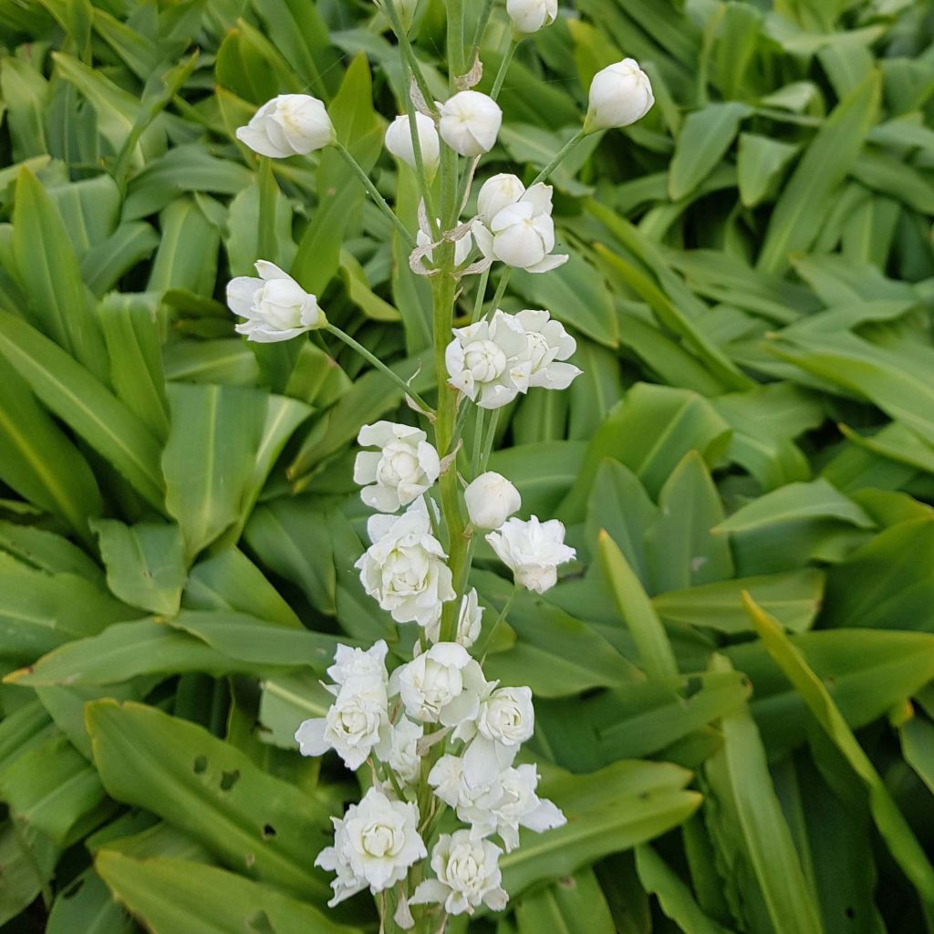 Galtonia candicans Moonbeam - Ornitogallo