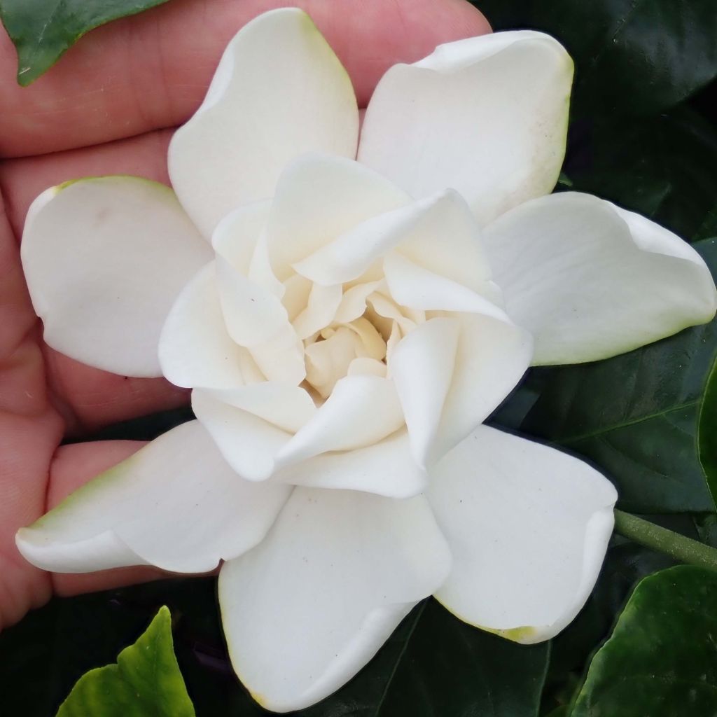 Gardenia Summer Snow