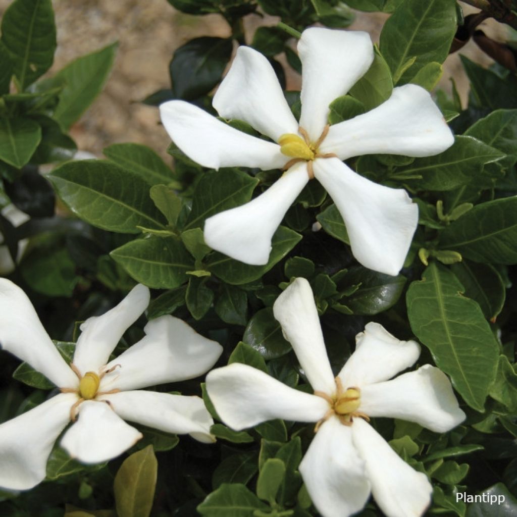 Gardenia Pinwheel