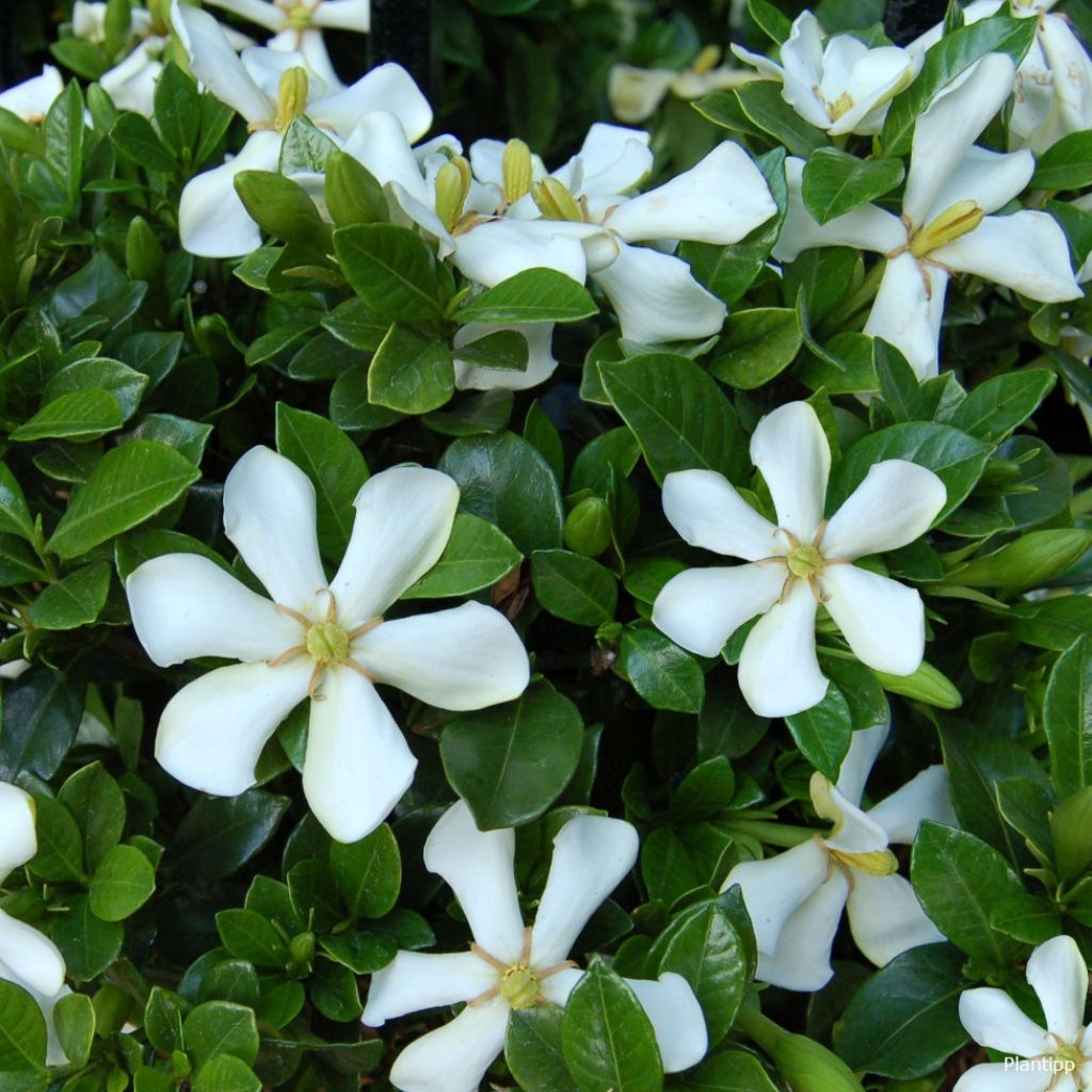 Gardenia Pinwheel