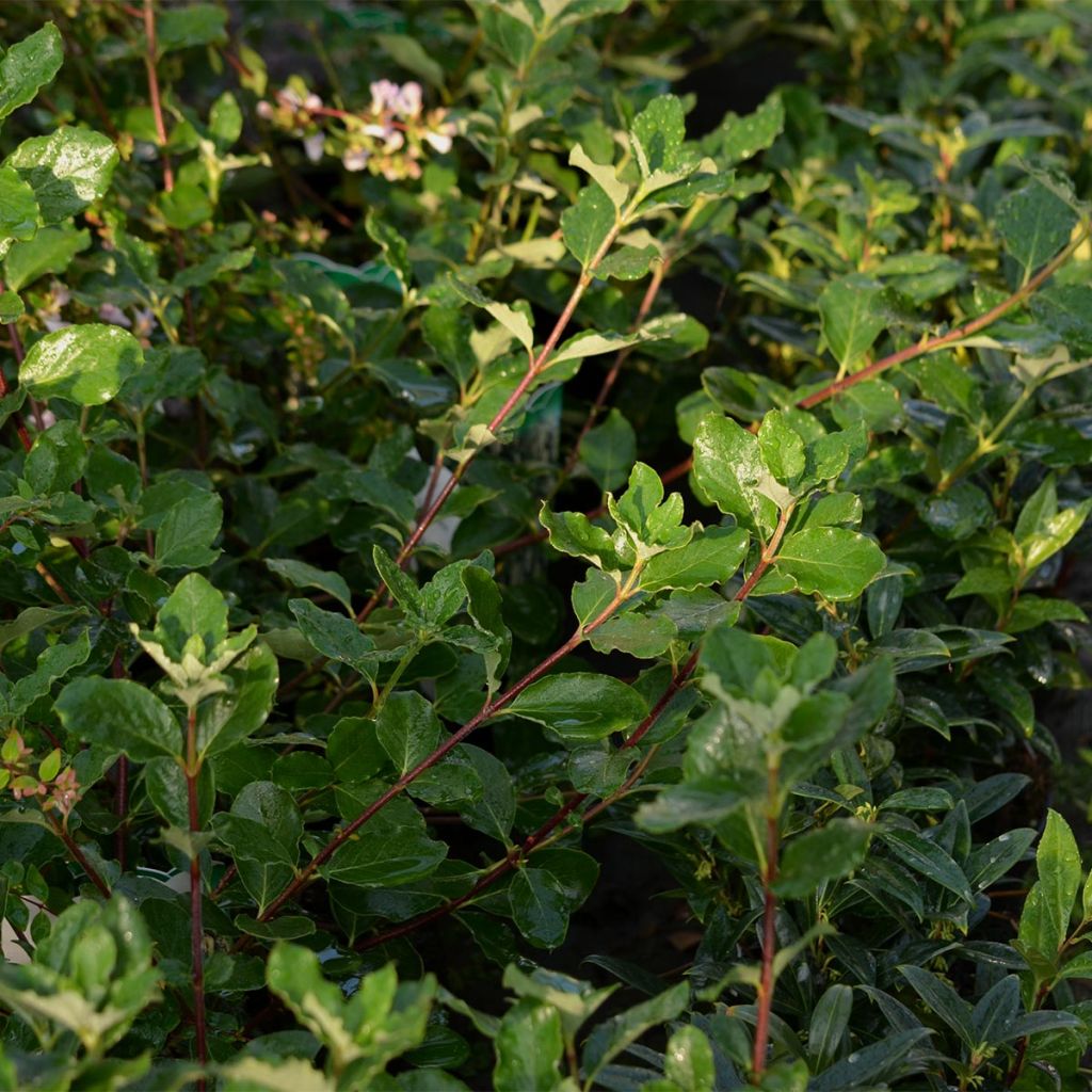 Garrya elliptica