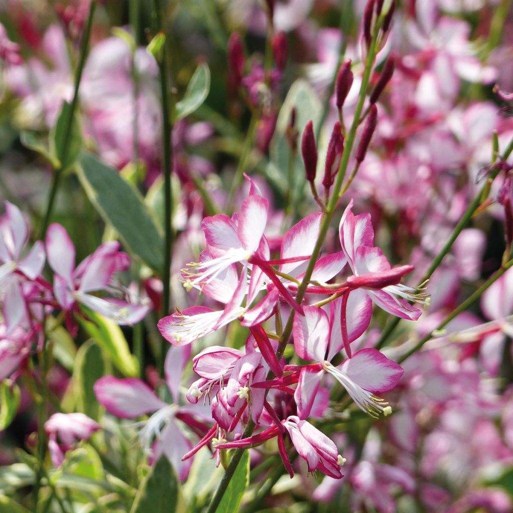 Gaura Freefolk Rosy