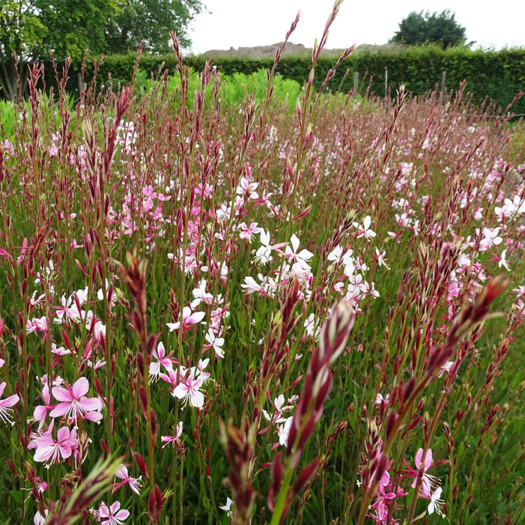 Gaura lindheimeri rose Siskiyou pink