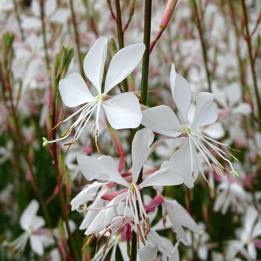 Gaura lindheimeri blanche Snowstorm