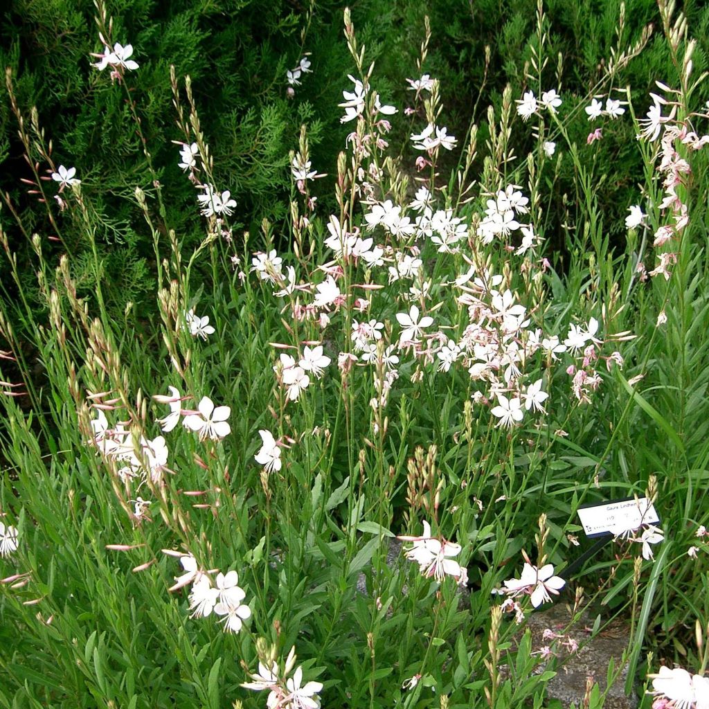 Gaura Summer Breeze