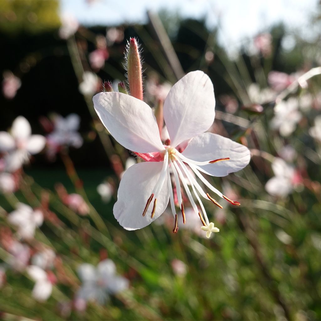 Gaura Whirling Butterflies