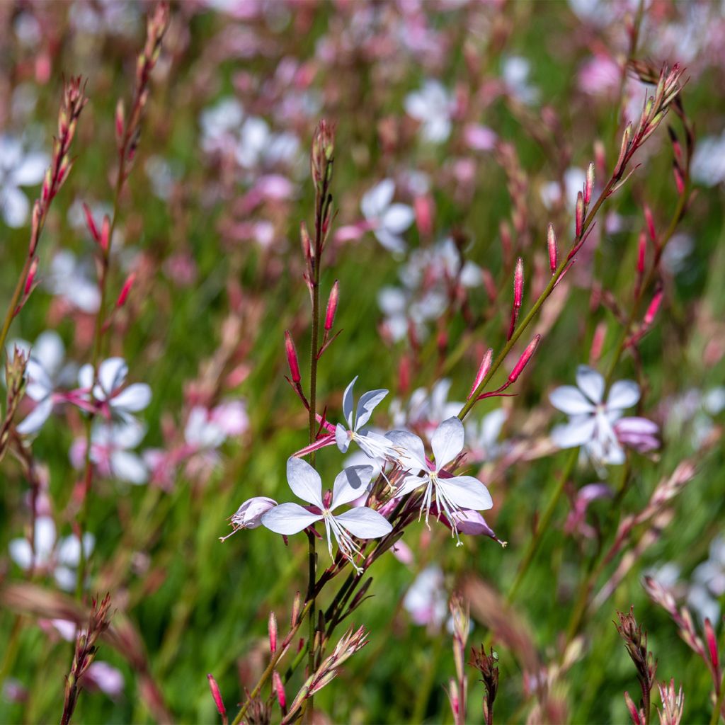 Gaura Whirling Butterflies