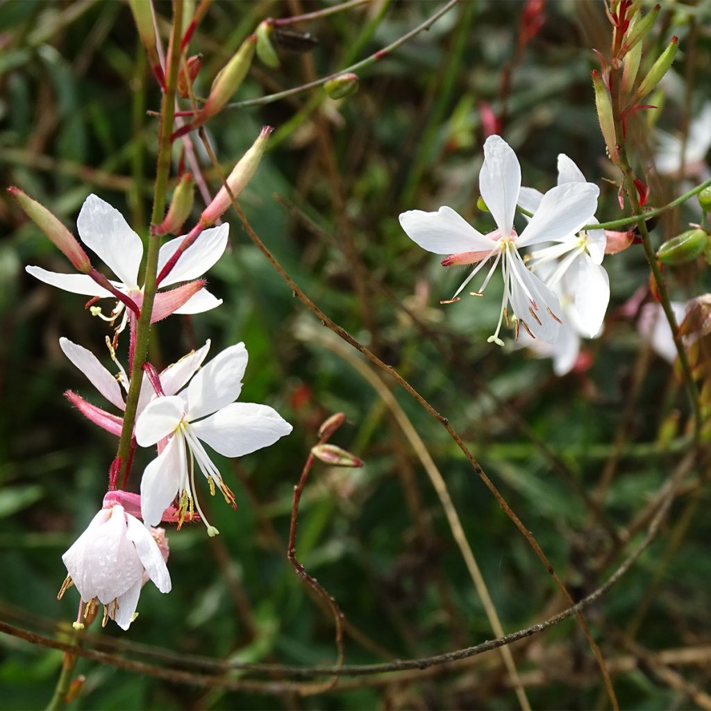 Gaura Whirling Butterflies