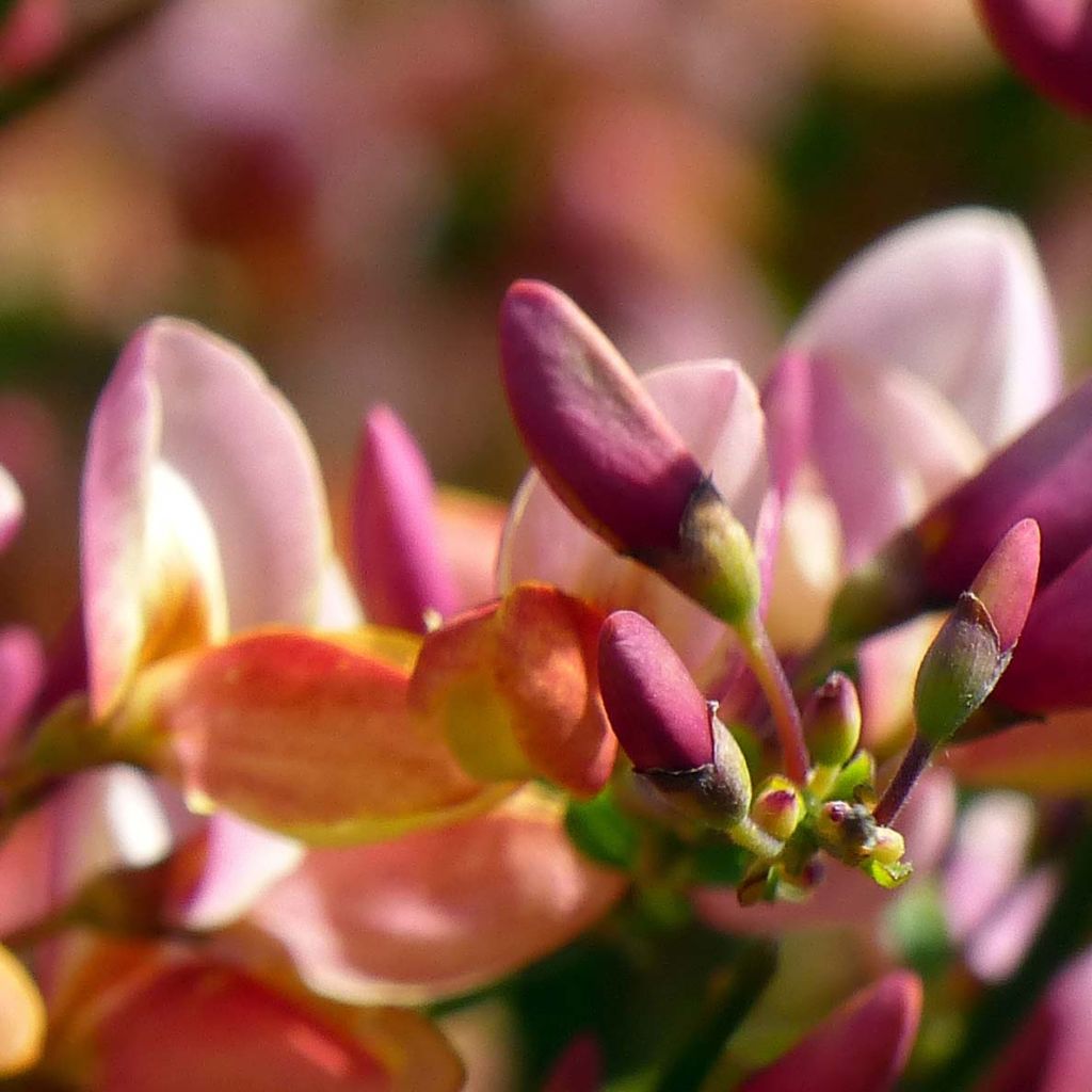 Cytisus procumbens Zeelandia