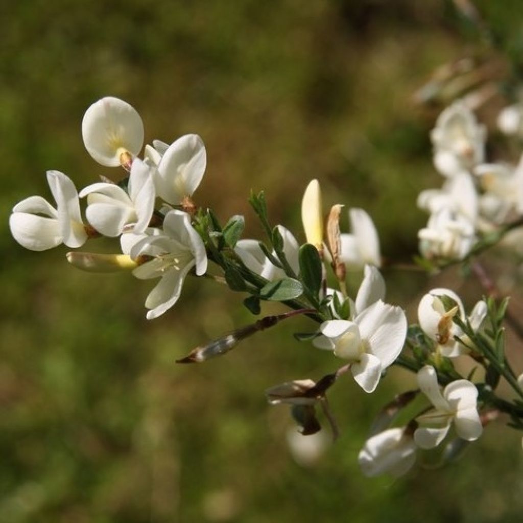 Cytisus praecox Albus - Citiso