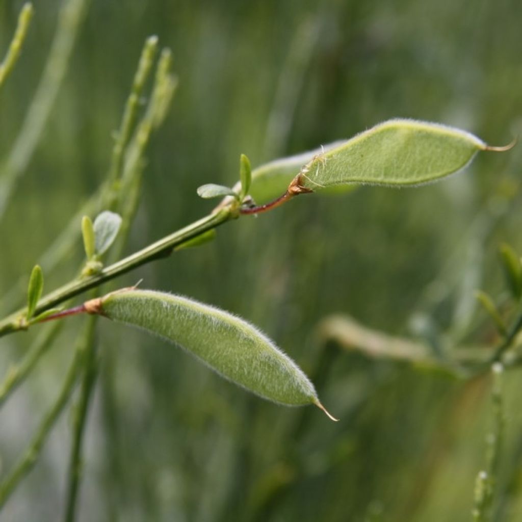 Cytisus praecox Albus - Citiso