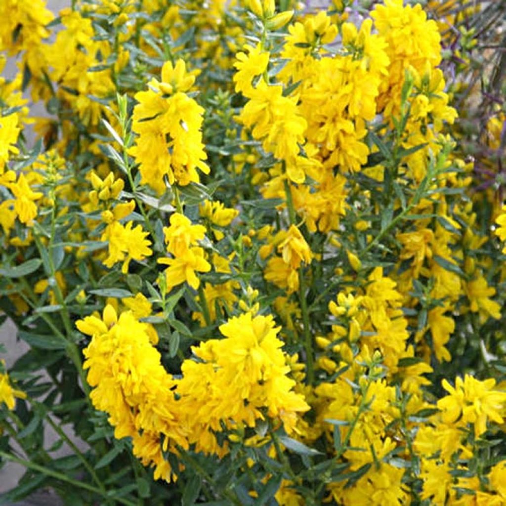 Genista tinctoria Plena - Ginestra minore