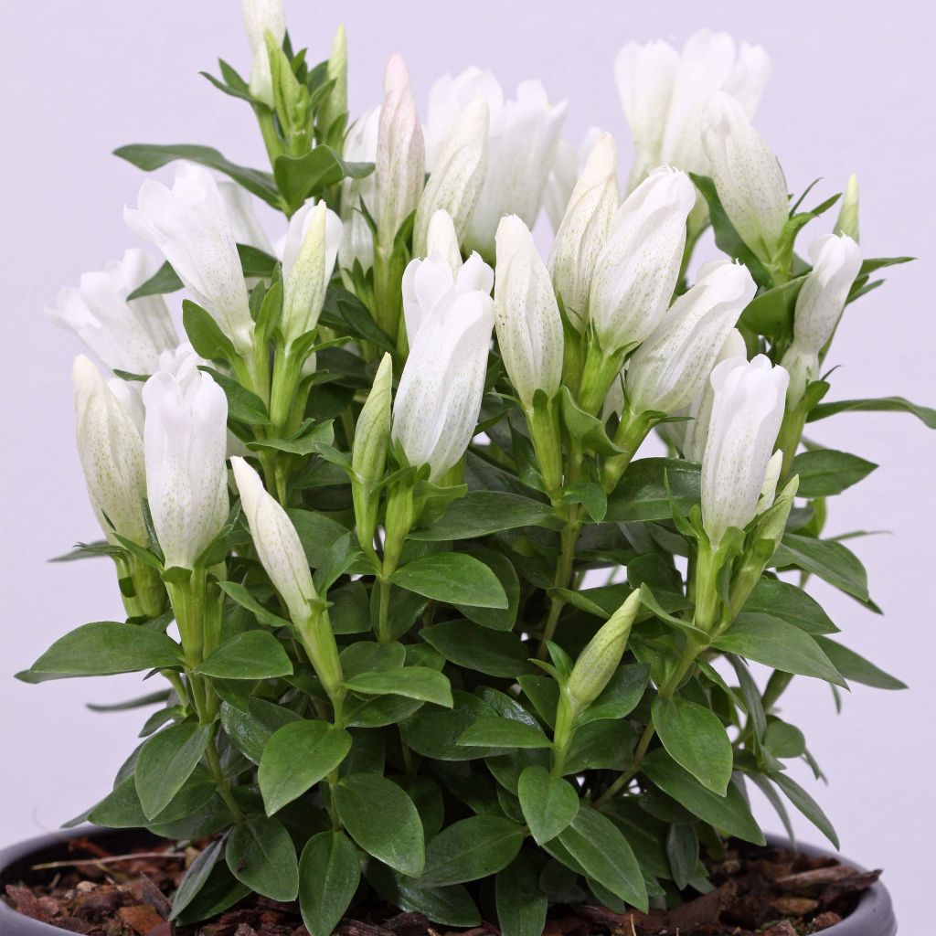 Gentiana makinoi White Magic - Genziana