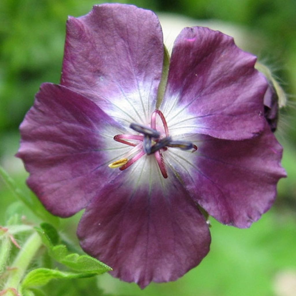 Geranium vivace phaeum Mourning Widow