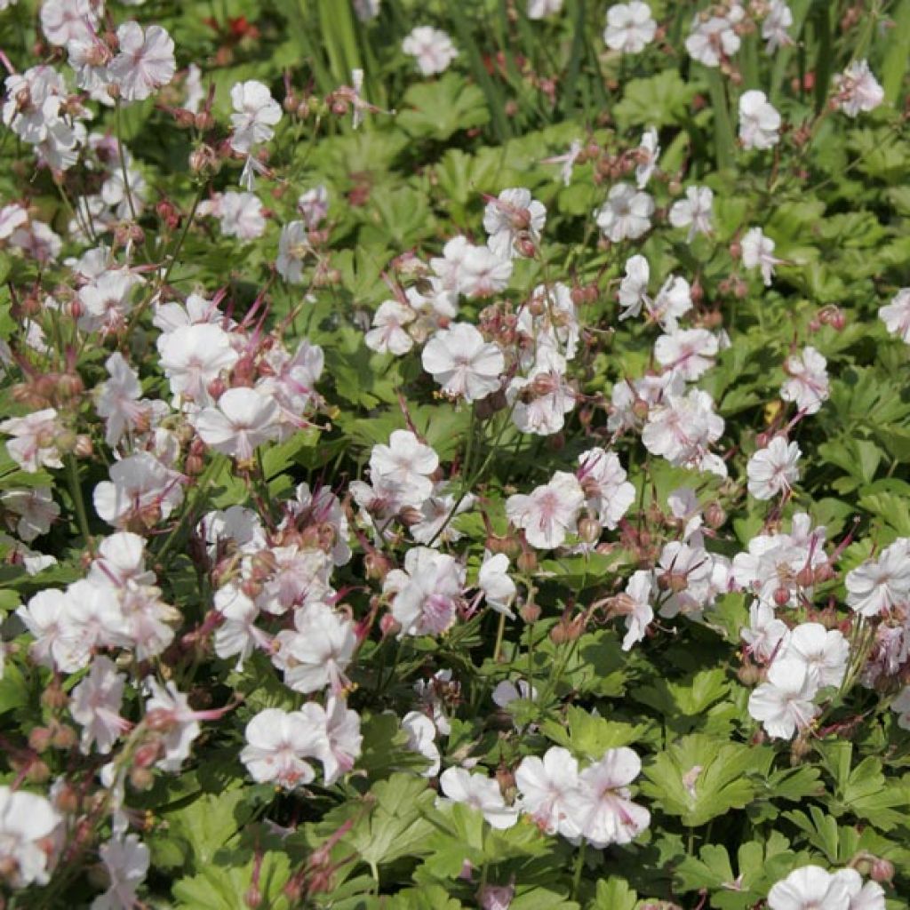 Géranium vivace cantabrigiense Biokovo