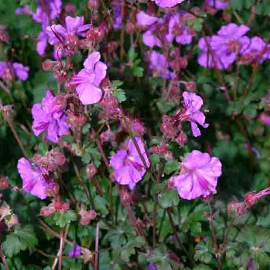 Géranium vivace cantabrigiense Karmina