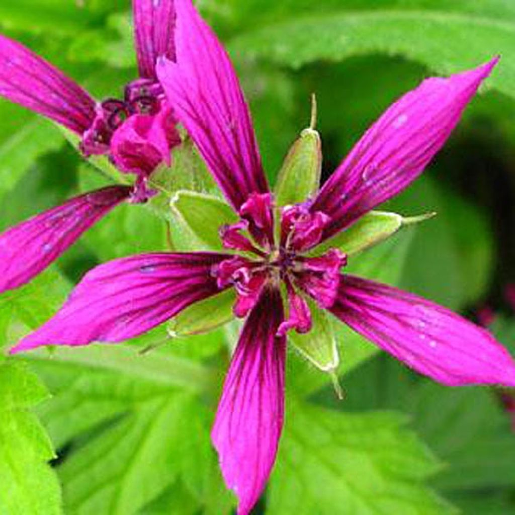 Geranium vivace Catherine Deneuve