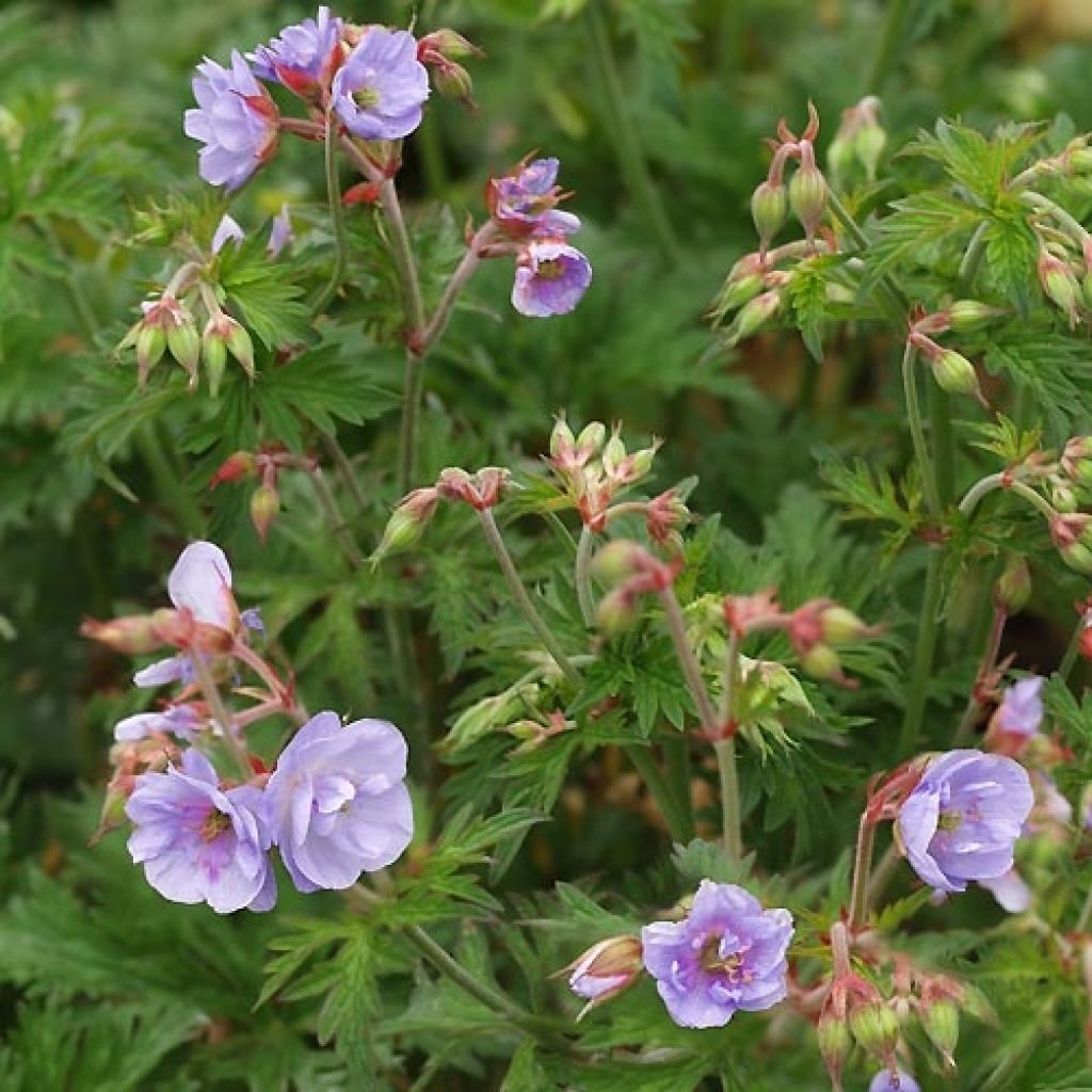 Geranium pratense Else Lacey - Geranio dei prati