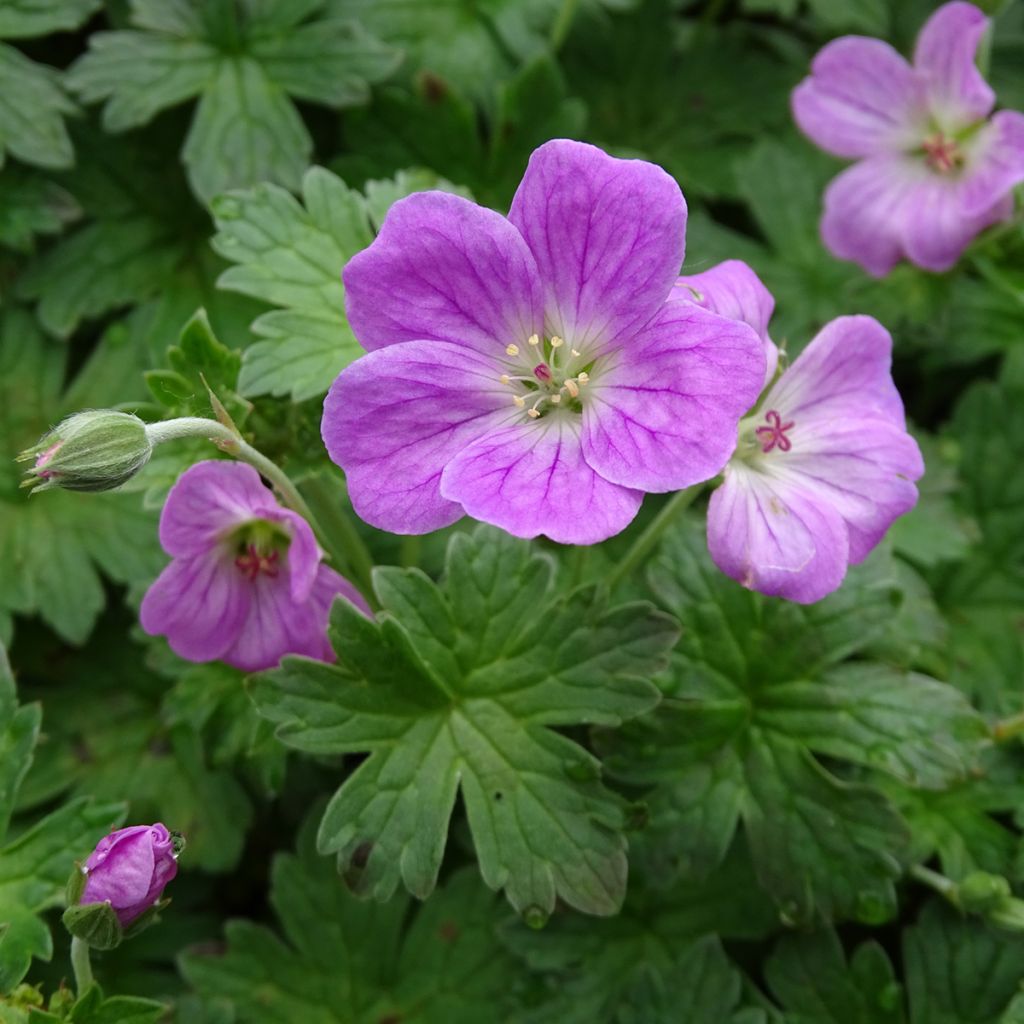 Géranium vivace riversleaianum Mavis Simpson