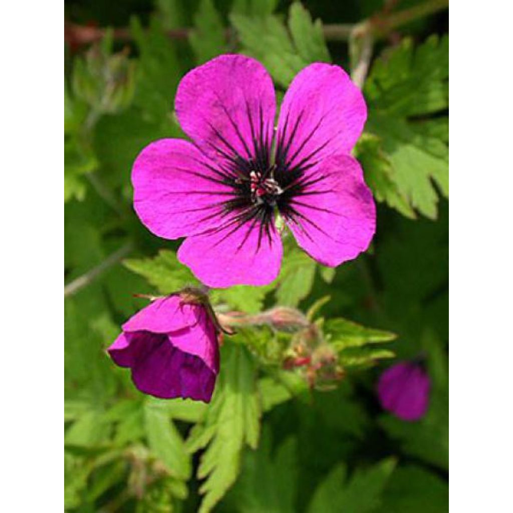 Geranium Anne Thomson