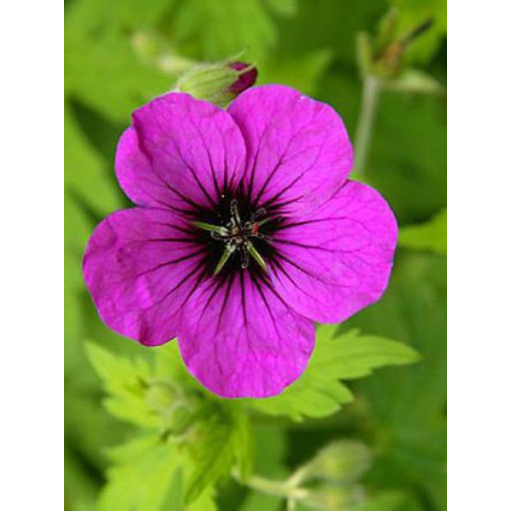 Geranium Anne Thomson