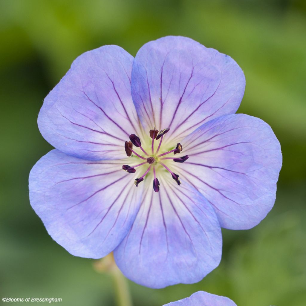 Geranium Azure Rush