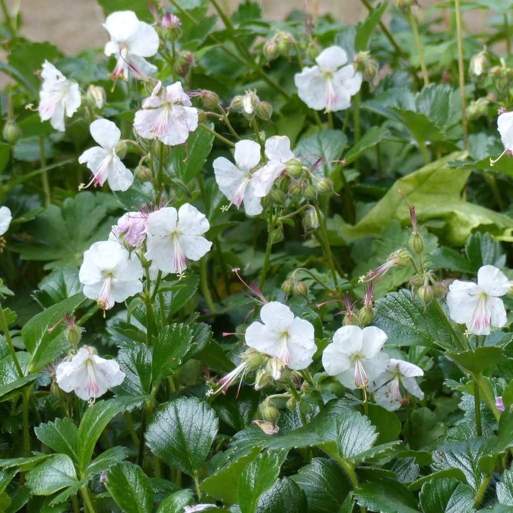 Geranium cantabrigiense St Ola