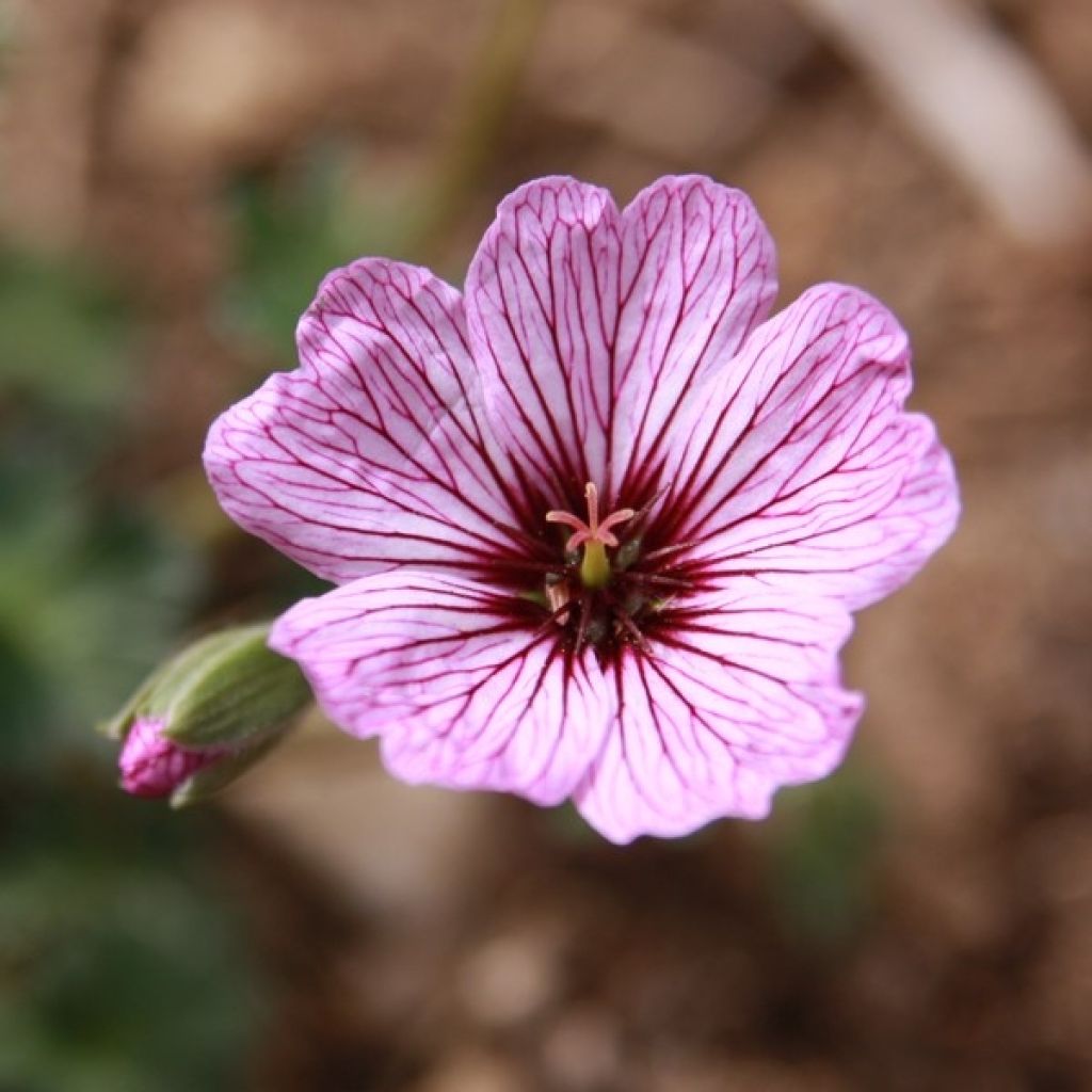 Geranium cinereum Ballerina