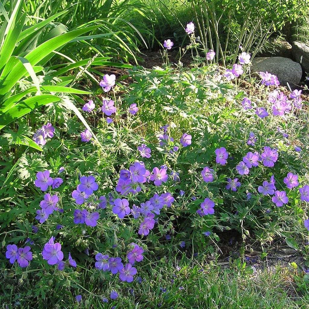 Geranium Johnson's Blue