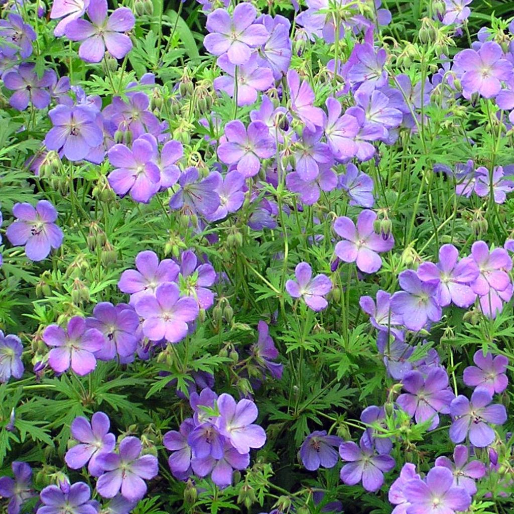 Geranium Johnson's Blue