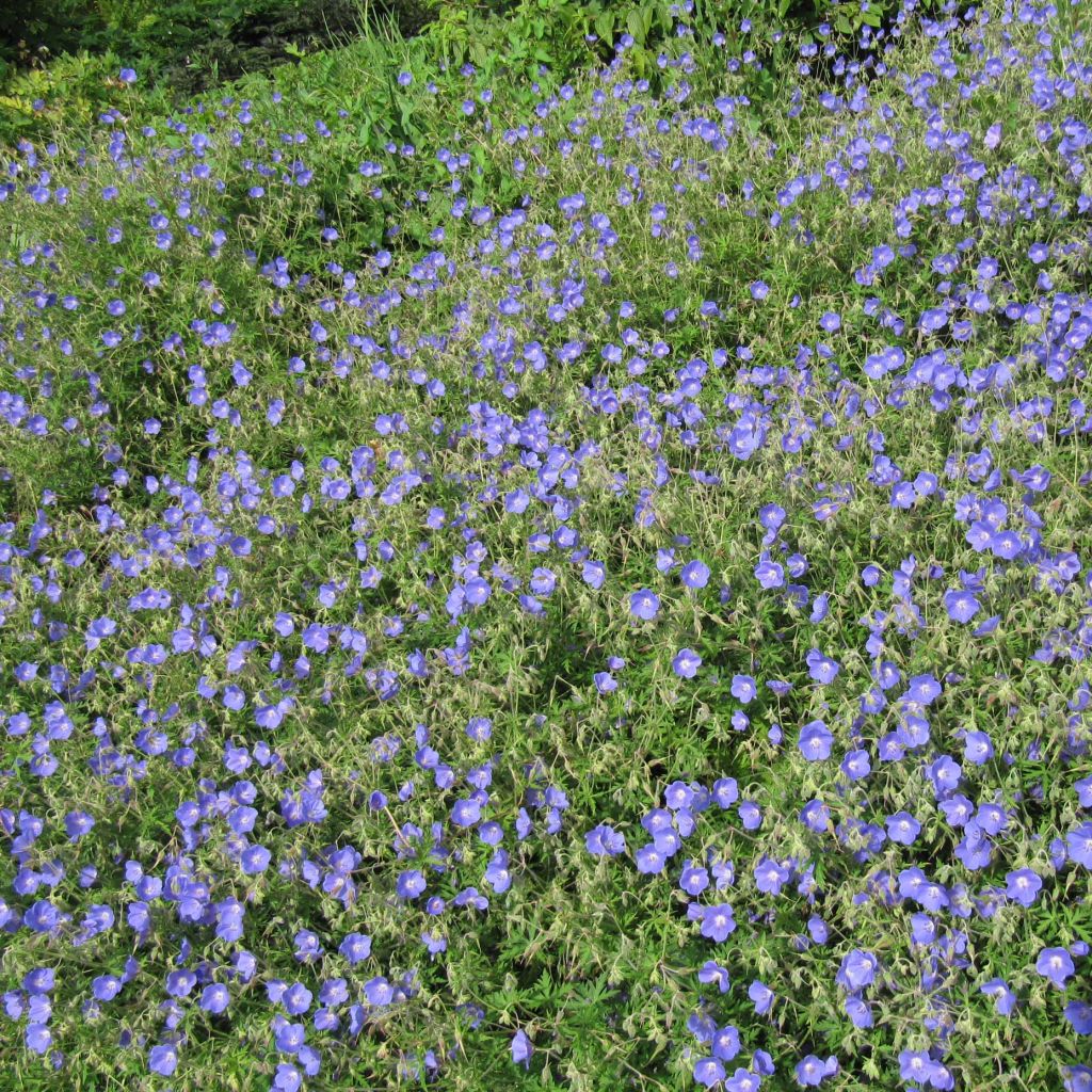 Geranium Johnson's Blue