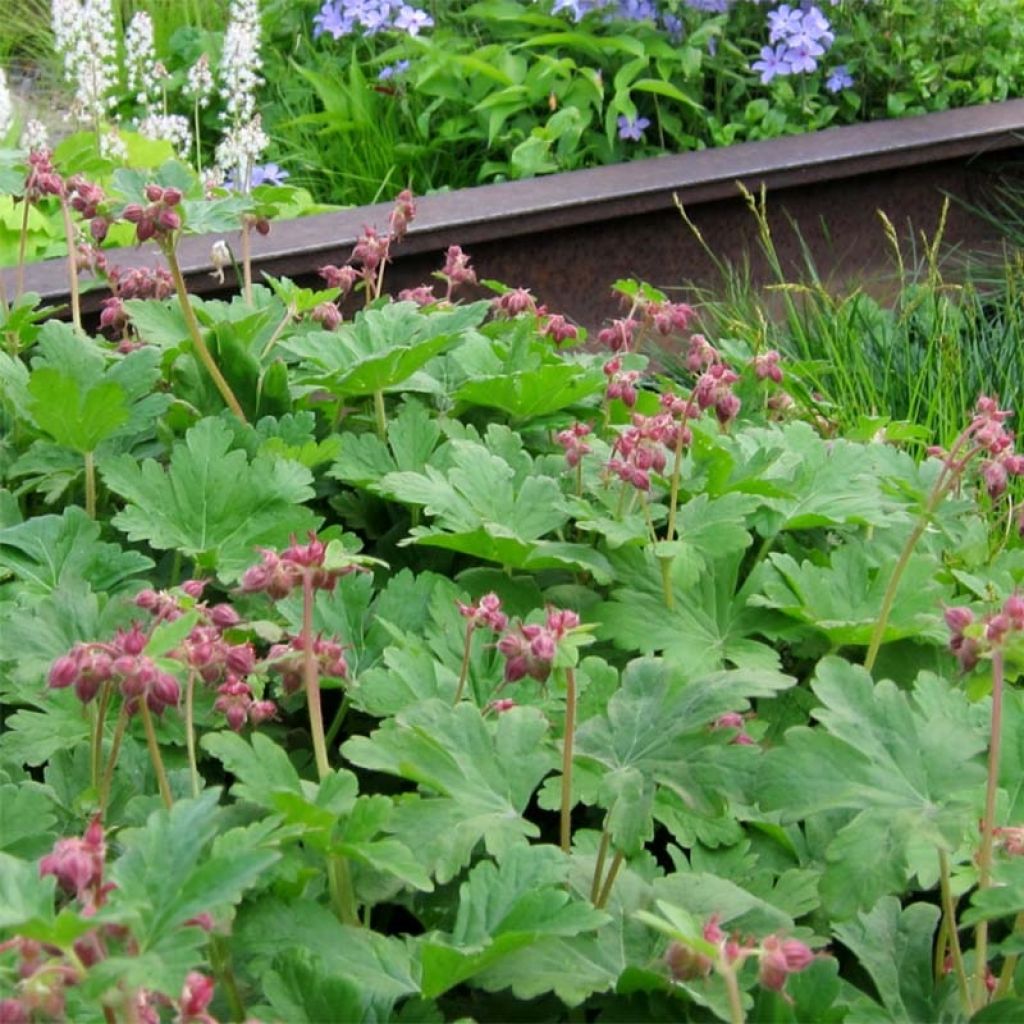 Geranium macrorrhizum Spessart