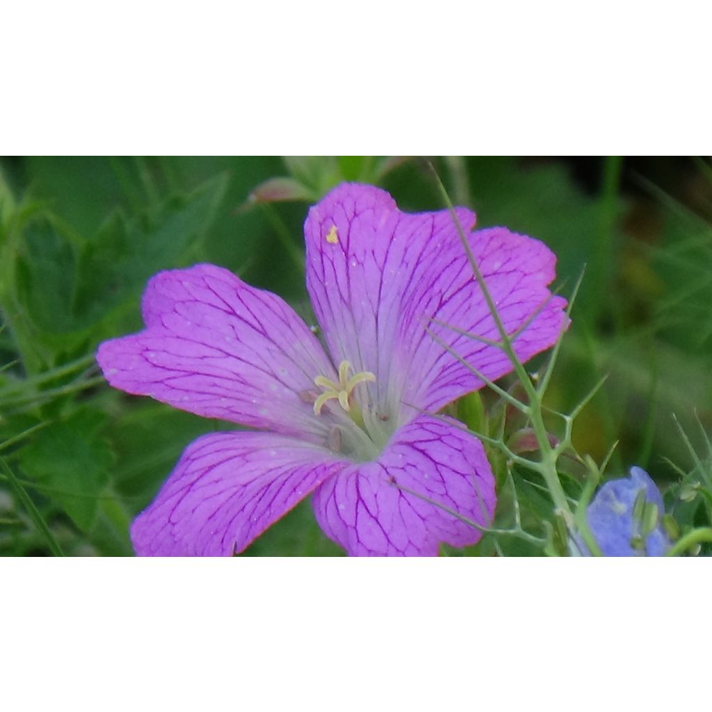 Geranium oxonianum Claridge Druce