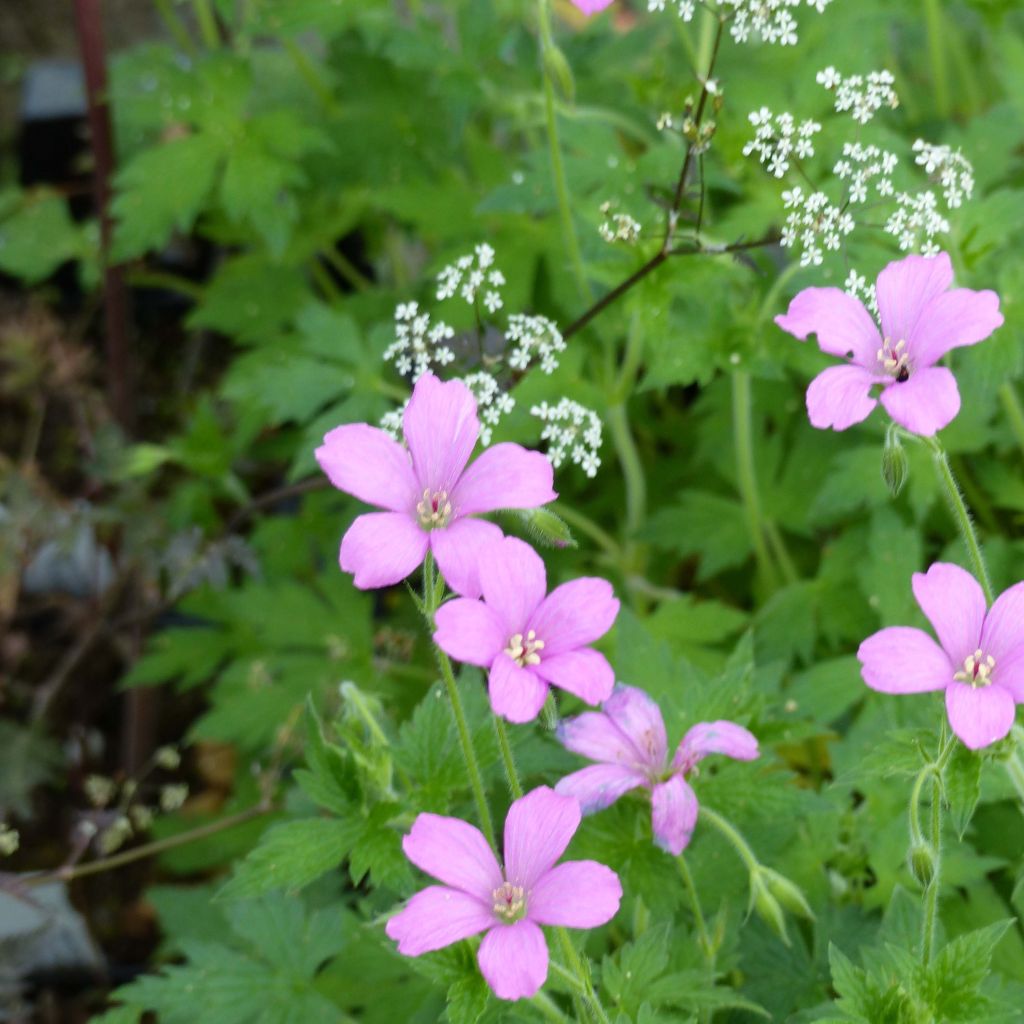 Geranium oxonianum Rosenlicht