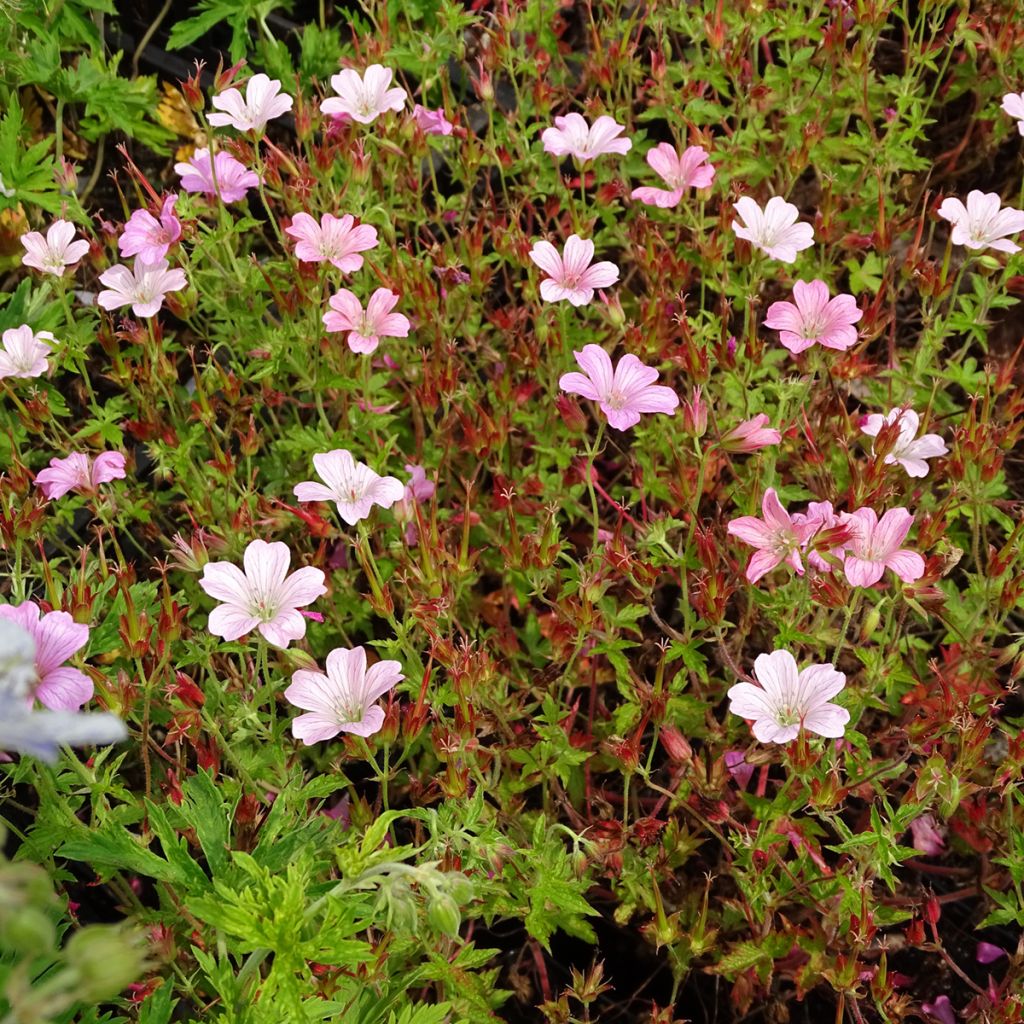 Géranium vivace oxonianum Rosenlicht