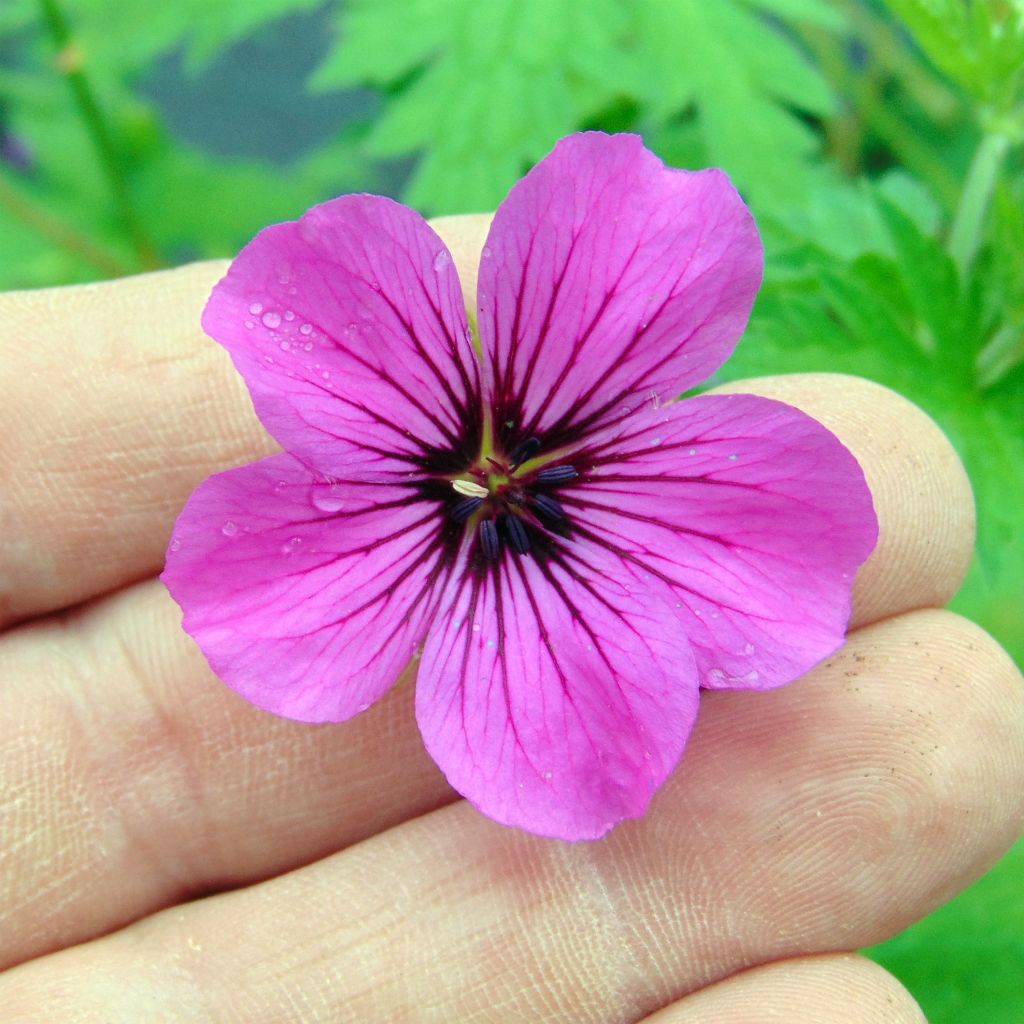 Geranium Patricia