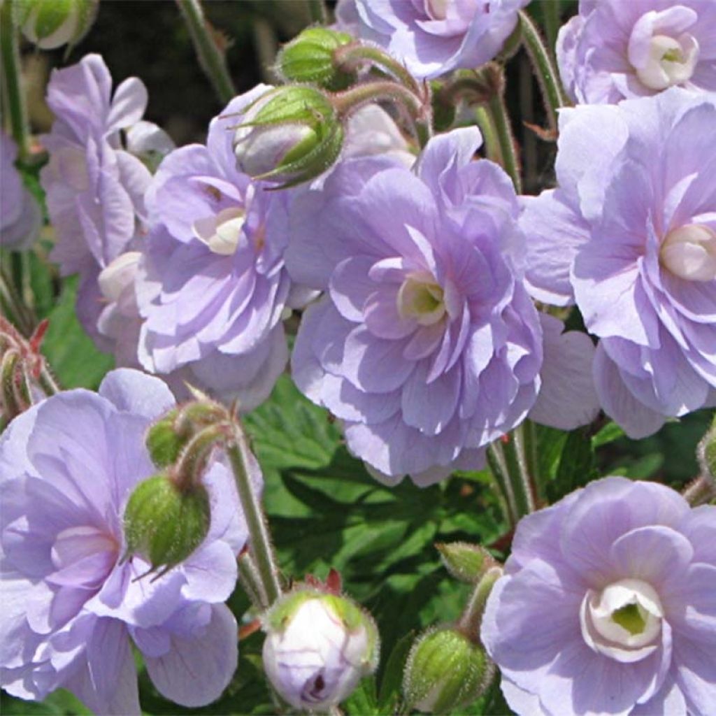 Geranium pratense Summer Skies - Geranio dei prati