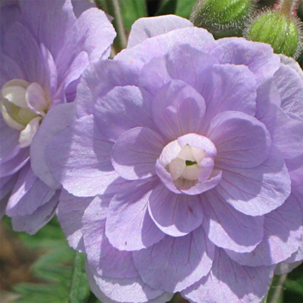 Geranium pratense Summer Skies - Geranio dei prati