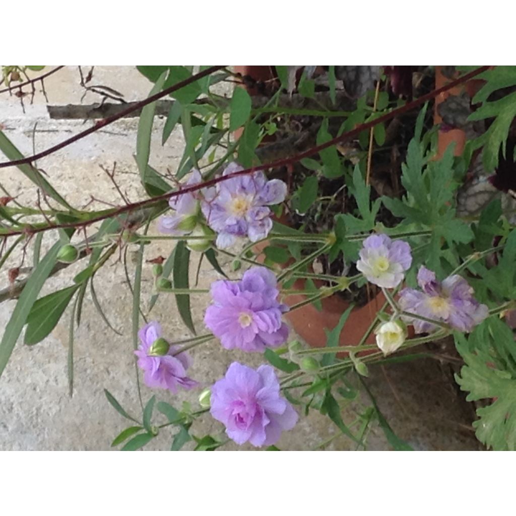 Geranium pratense Summer Skies - Geranio dei prati