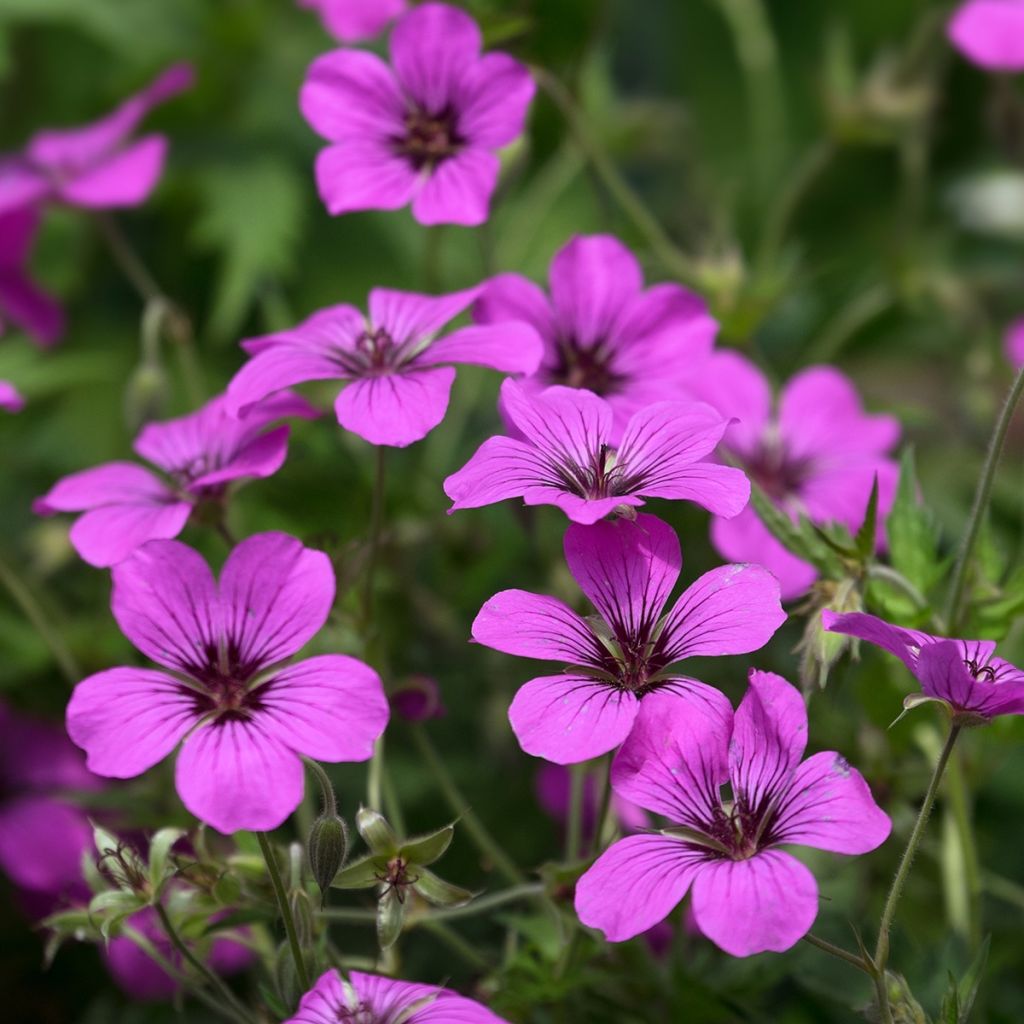 Geranium psilostemon