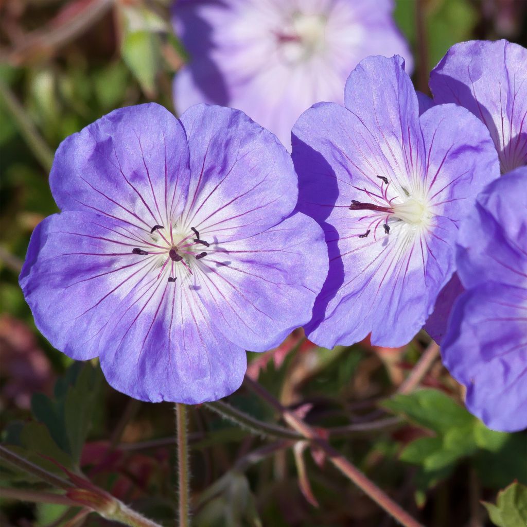 Geranium Rozanne