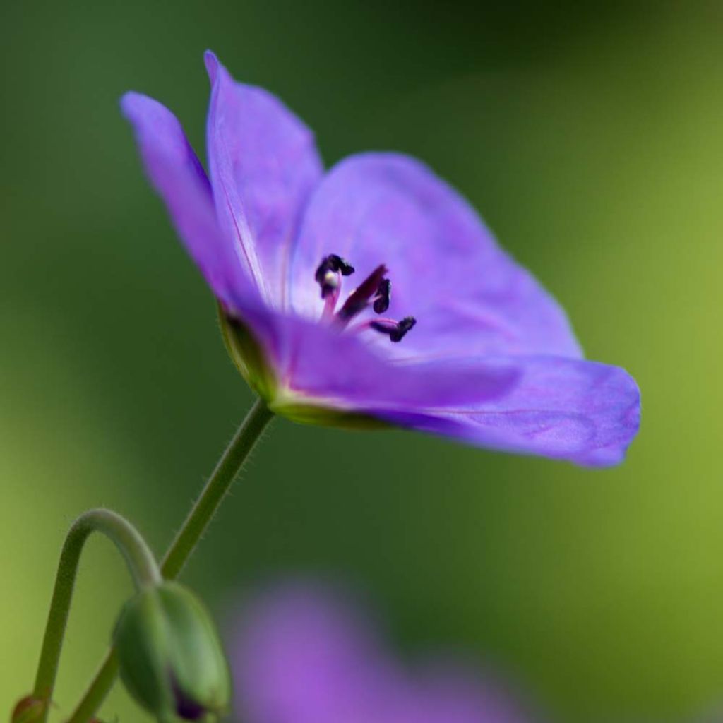 Geranium Rozanne