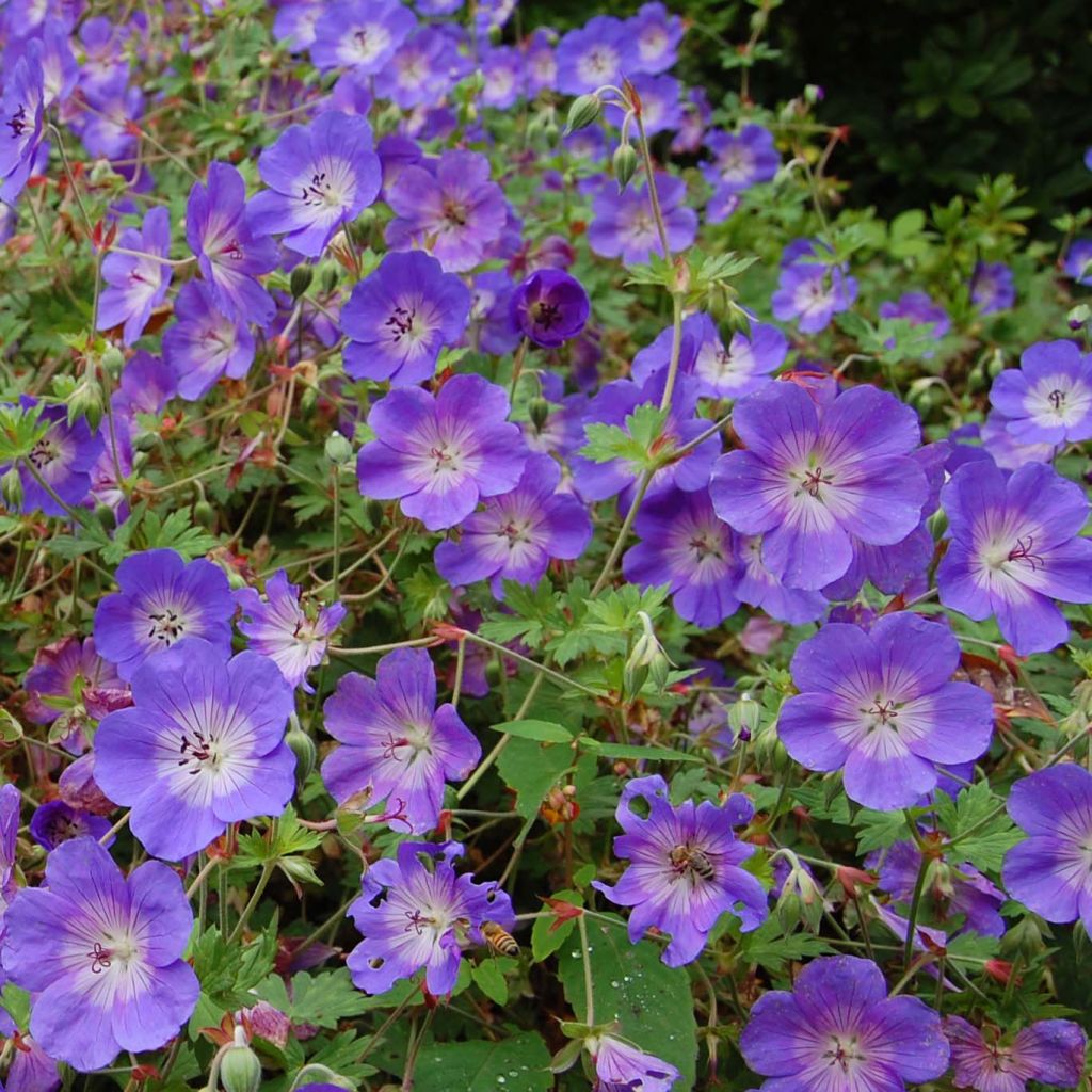 Geranium Rozanne