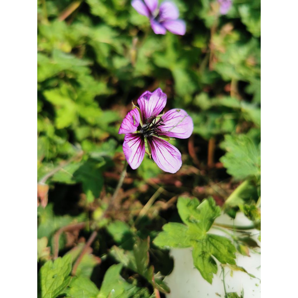 Geranium Salomé