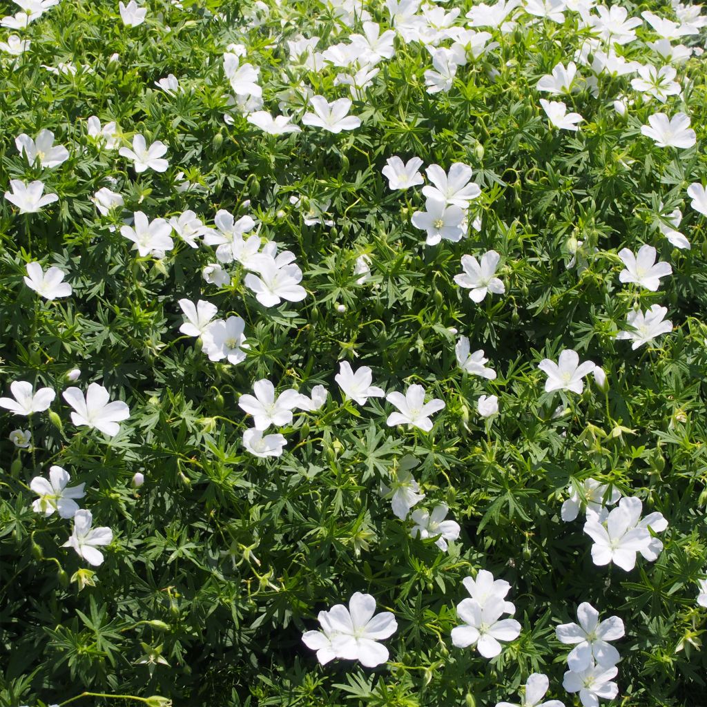 Geranium sanguineum Album - Geranio sanguigno