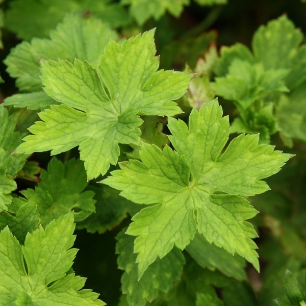 Geranium wallichianum Buxton's Variety