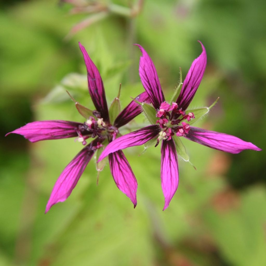 Geranium psilostemon Catherine Deneuve