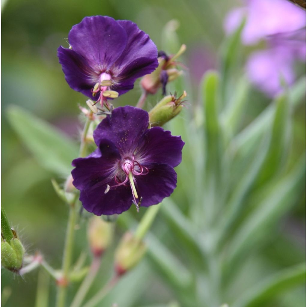 Geranium phaeum Raven - Geranio stellato