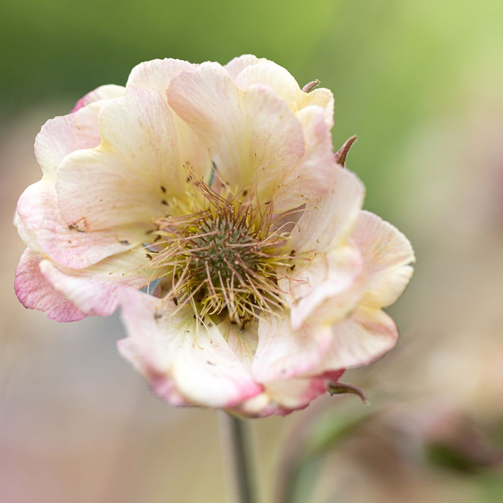 Geum Censation Two Tone Pearl