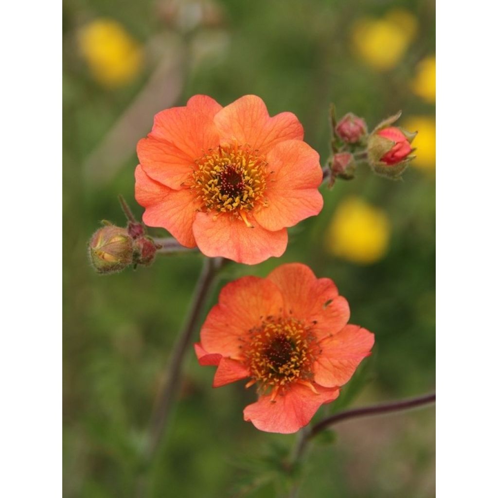 Geum Totally Tangerine